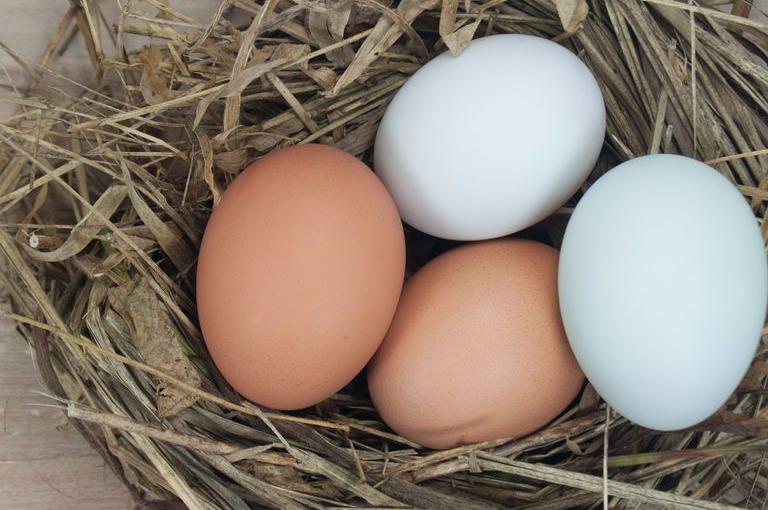 HD-ei-in-nest-04-17-250.jpg