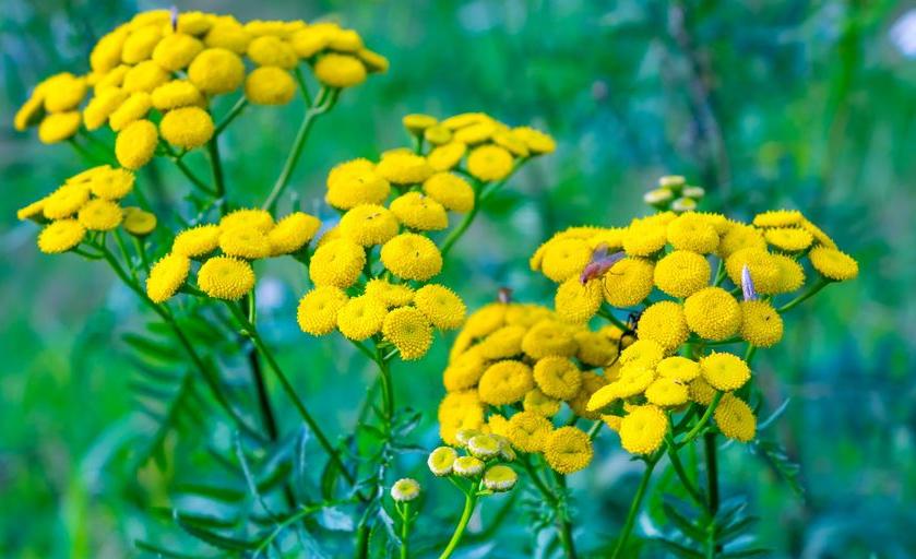 123-gele-bloemen-08-17.jpg