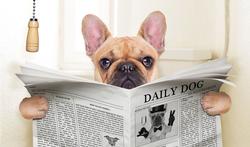 123-hond-wc-toilet-krant-constipatie-03-18.jpg