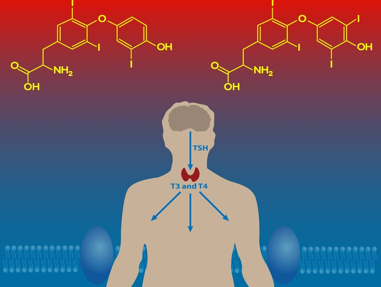 123-schildklierhormonen-12-18.png