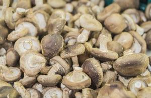 Shii-take of Japanse eikenzwam (Lentinula edodes) 123-shitake-lentinula-edodes-05-16.jpg