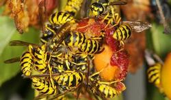 123-wesp-fruit-beten-08-15.jpg