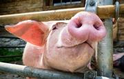 Fotolia_dieren-varken--09-15.jpg