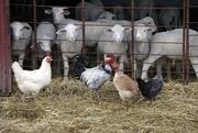 Fotolia_dierne-schapen-kippen-09-03.jpg