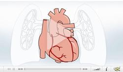 Video-hart-expl.jpg