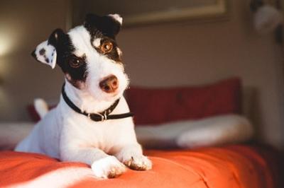ads_oz_hond.jpg