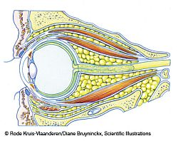 Oog help_12_026-250.jpg