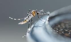 123-Aedes-albopictus-tijgermug-10-17.jpg