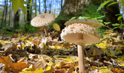 Tips voor wie zelf paddenstoelen wil plukken