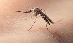 Vidéo - 7 questions très simples sur les moustiques