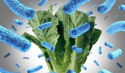 Infections à E. coli : de la plus bénigne à la plus grave