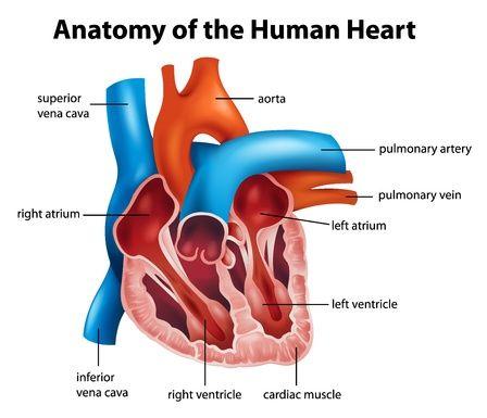 123-anatom-hart-06-16.jpg