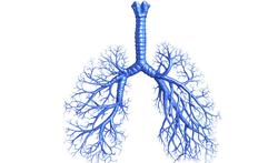 Astmatest: heb je last van je ademhaling?