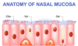 Trilharen (cilia) in de neus-luchtwegen 123-anatom-nasal-mucosa-cila-trilhaar-03-19.png