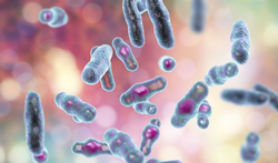 Clostridium perfringens 123-bact-clostridium-perfingr-03-19.png