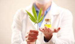 Pijnbestrijding met medicinale cannabis: risico’s aanzienlijk groter dan medisch effect