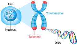 123-cel-dnchromos-telomeren-11-18.png