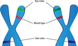 123-chrom-genet-test-erfelijkheid-06-15.jpg