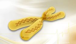 123-chromosom-geel-DNA-170_06.jpg