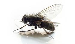 Les mouches : quel risque pour la santé ?