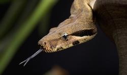 Pourquoi cette peur instinctive des serpents ?