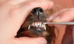 Le tartre, la menace pour les dents du chien