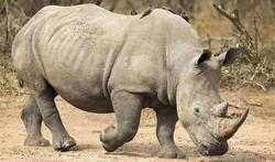 123-dieren-rhino-afrodis-02-19.jpg