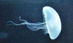 Piqûre de méduse : l’eau chaude, c’est le meilleur réflexe