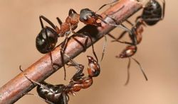 Les fourmis pour annoncer les tremblements de terre