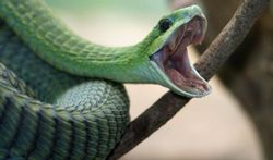 Serpents : la carte du monde du danger mortel