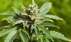 Cannabisgebruikers gezocht voor wetenschappelijk onderzoek