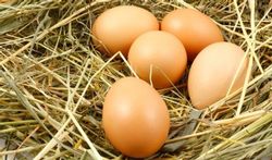 Que se passe-t-il dans un œuf de poule ?