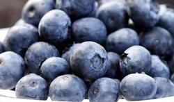 123-fruit-blauwe-bessen-09-15.jpg