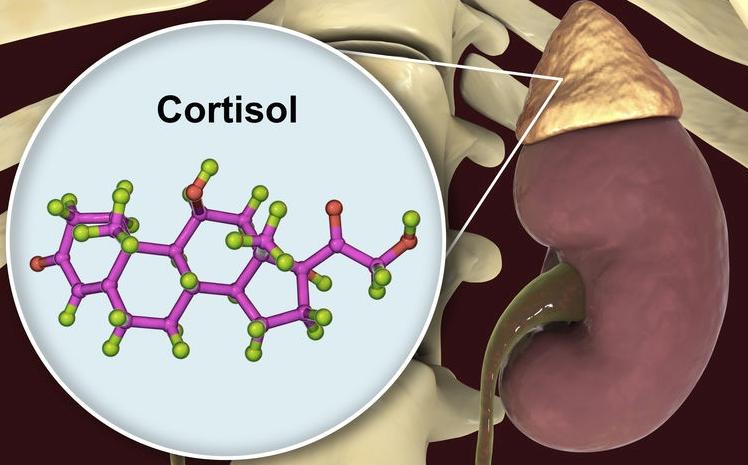 123-h-cortisol-bijnier-02-20.jpg