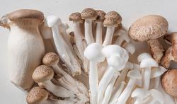 Lekkere paddenstoelen het hele jaar rond