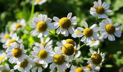 Natuurlijke remedies om insecten uit je buurt te houden