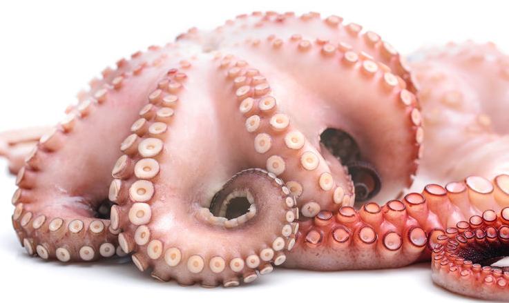 123-h-octopus-rauw-04-19.jpg