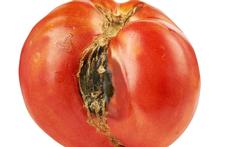 123-h-tomaat-schimmel-ro07-20.jpg