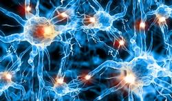 Maladie de Parkinson : les neurones les plus vulnérables enfin identifiés