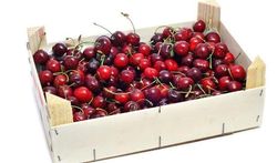 123-kersen-fruit-170-06.jpg