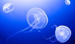 Piqûre de méduse : la bonne réaction