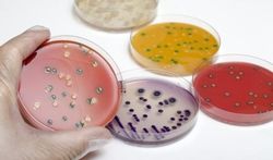Listeria-infecties nemen toe