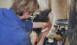 Antibiotica in de veeteelt en gezondheidsrisico's voor de mens