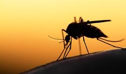 Nieuwe malariamug verspreidt zich razendsnel