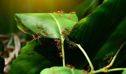 Zo verdelg je mieren zonder gebruik van pesticiden