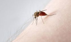 Comment se protéger contre les piqûres de moustique ?