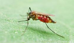 Komt er eindelijk een doeltreffend malariavaccin?