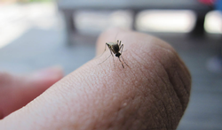Eerste besmettingen met dengue- en zika-virus in Frankrijk