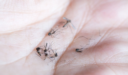 Wetenschappers voorspellen verspreiding tropische muggen