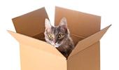 La boîte en carton : le refuge anti-stress du chat